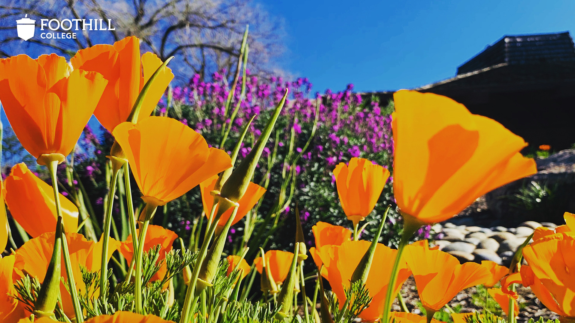 Vibrant orange flowers on campus