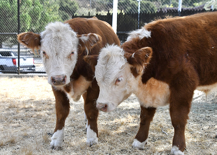 two cows at the campus